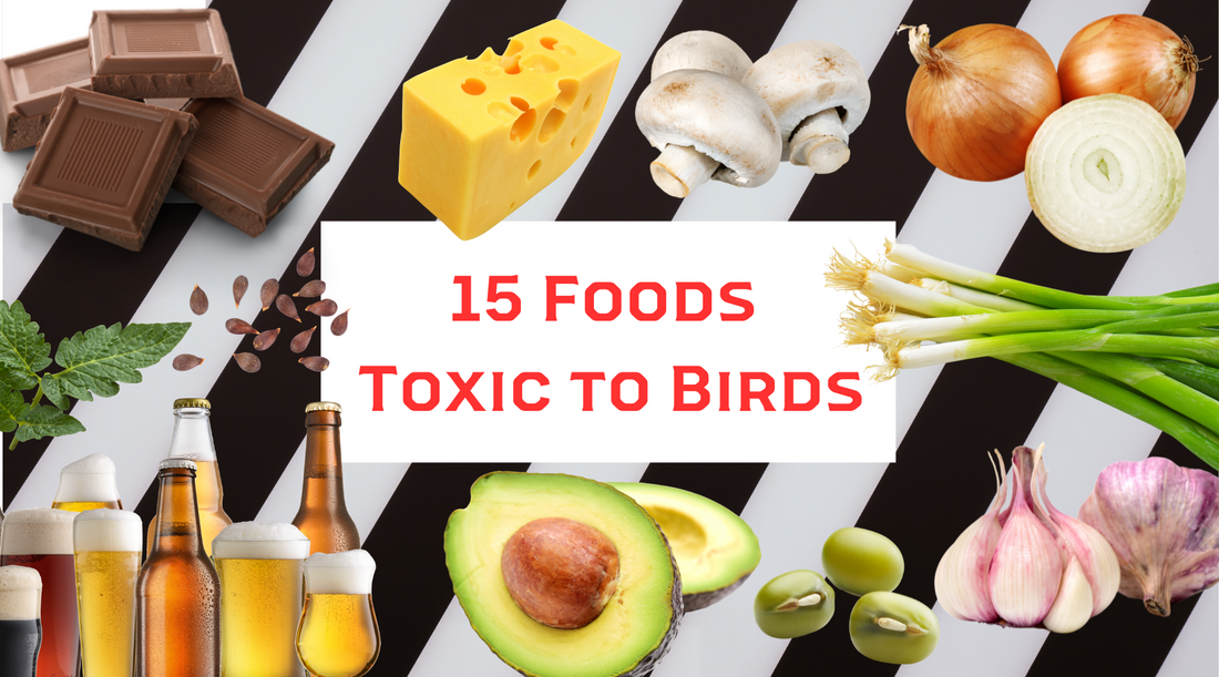 15 Common Foods That Are Toxic to Birds: What Every Bird Owner Should Know