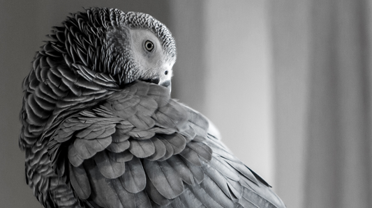 African Grey Parrots: Intelligent Communicators with Unique Care Needs