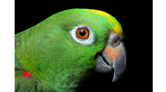 Amazon Parrots: Fascinating Facts and Care Tips for this Amazing Creature