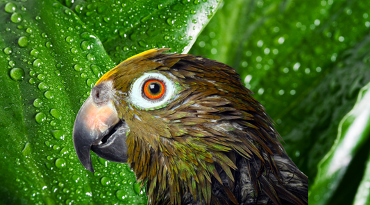 Feather Refresh: The Importance of Showers and Misting for Your Pet Bird