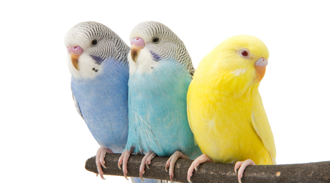 Budgie Parakeets: Fascinating Facts and Essential Care Tips