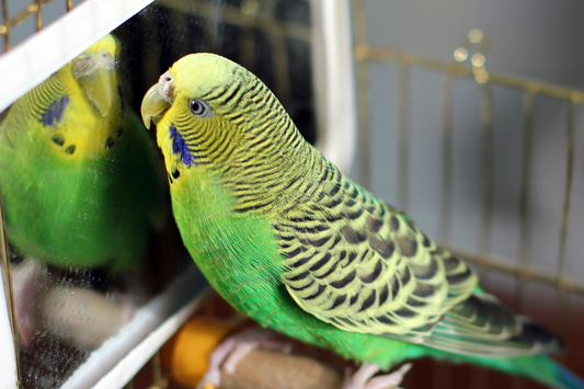 Reflections of Intelligence: Can Birds Recognize Themselves in Mirrors?