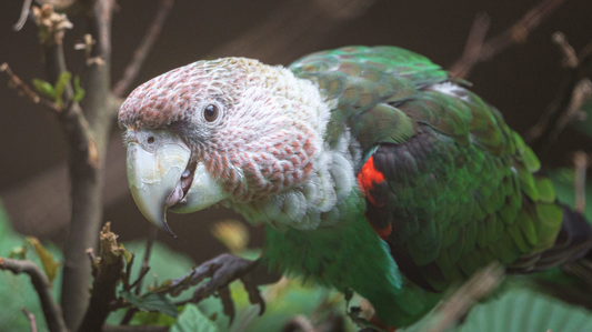 Ten Interesting Facts About Cape Parrots