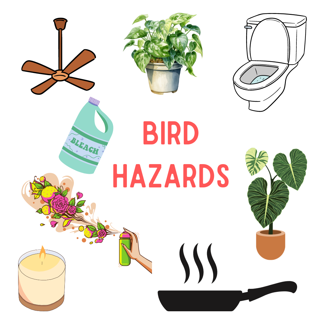 Household Dangers for Birds: What Every Bird Owner Should Know