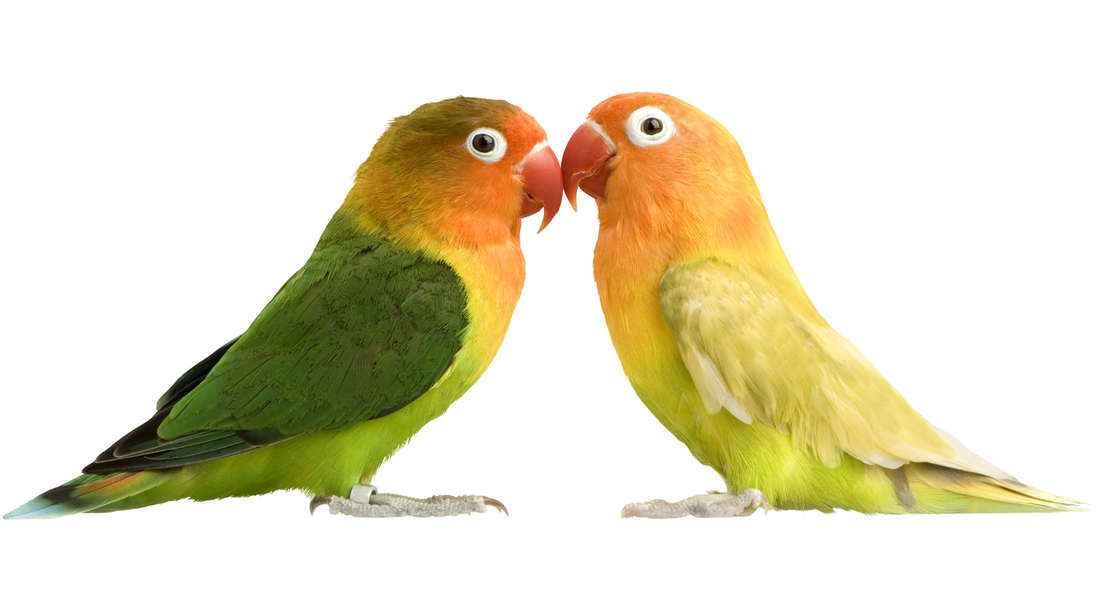 The History of Lovebirds: Fascinating Facts and Care Tips for These Affectionate Parrots