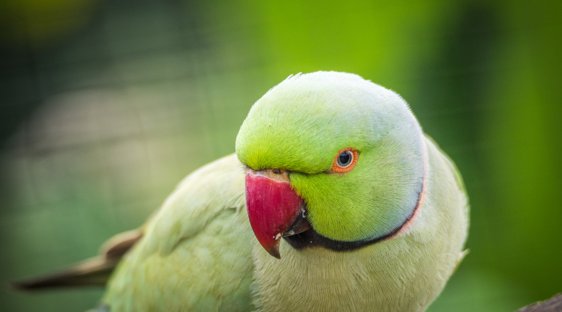 Meet the Ringneck Parakeet: Vibrant, Vocal, and Full of Charm!