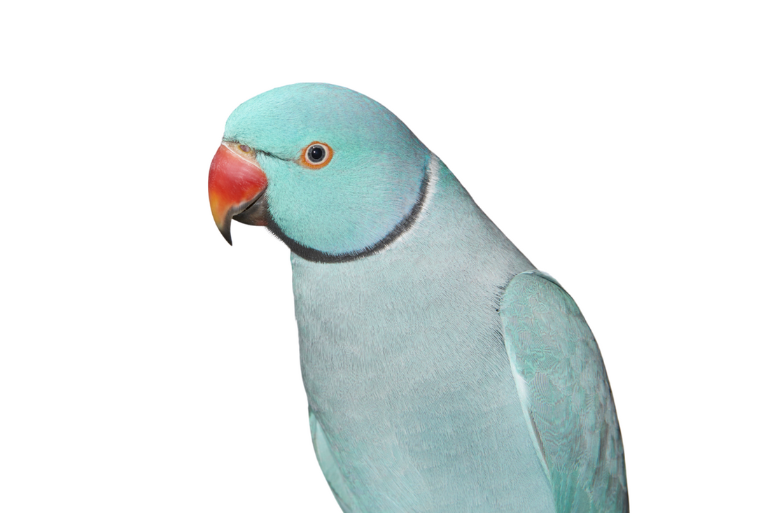 When Do Male Ringneck Parakeets Get Their Signature Ring?