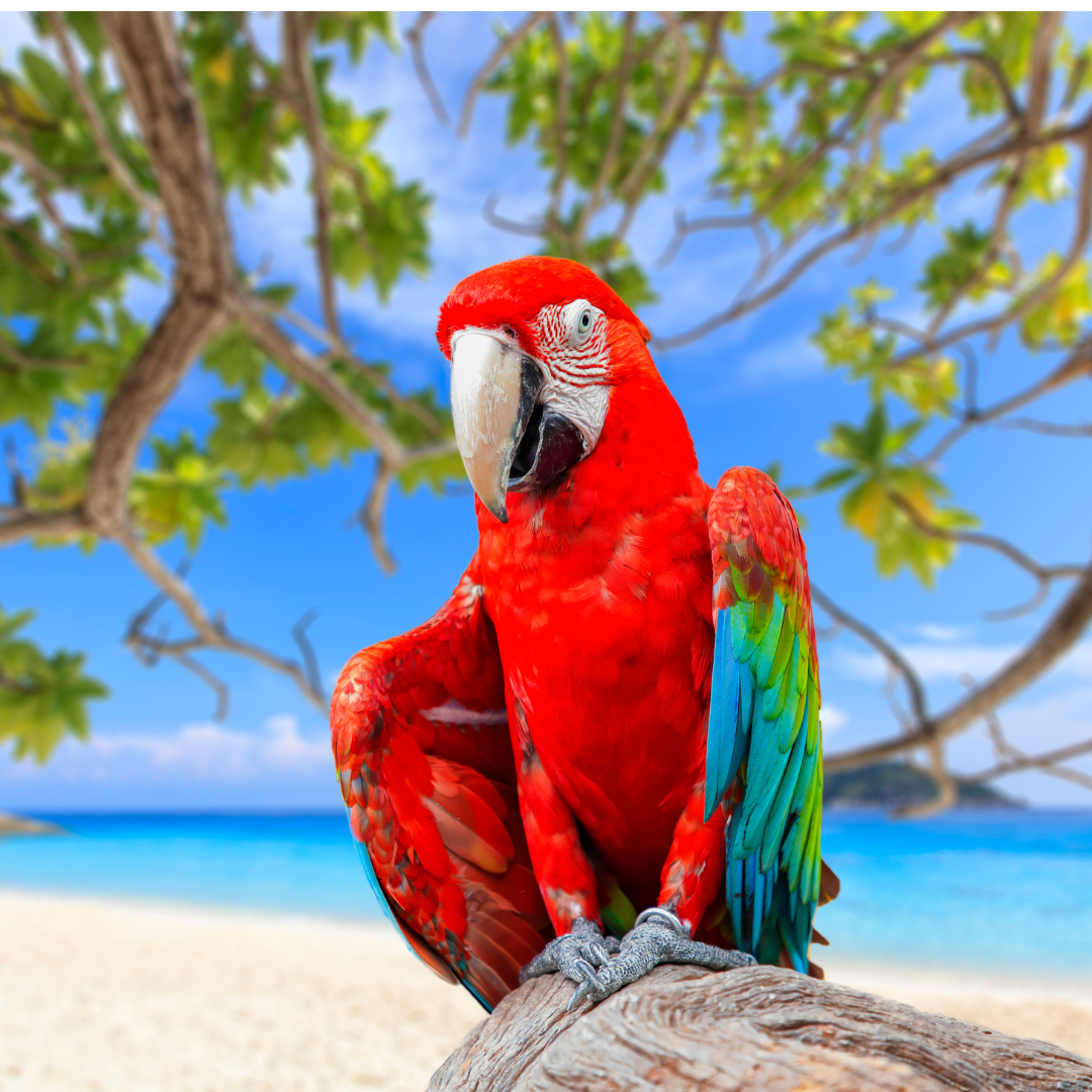 How Long do Different Species of Parrots Live?