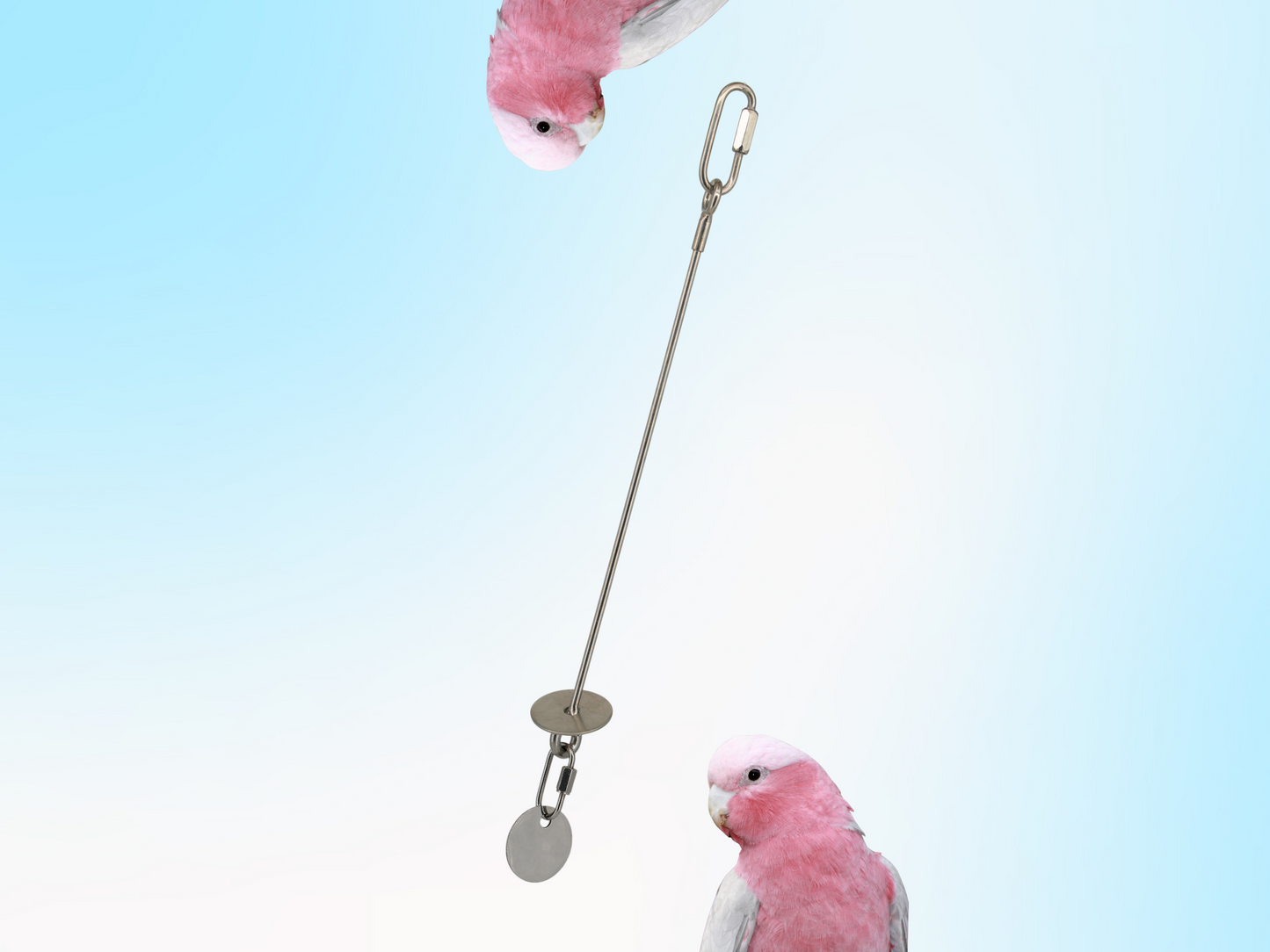 MEDIUM JANGLY POLE™ without extender / Stainless steel parrot toy holder / Sustainable and reusable bird toy base / Skewer (Copy) (Copy)